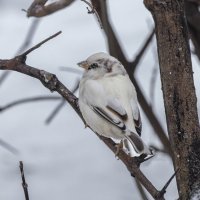 из жизни воробьев.белый воробей. :: юрий макаров