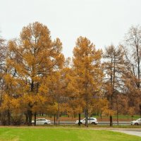 Парковое золото. :: Николай 