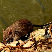 У городского озера... :: Николай Саржанов У городского озера... :: Николай Саржанов