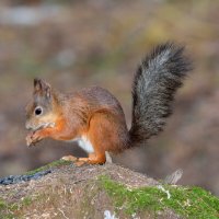 * :: Александр Зуев