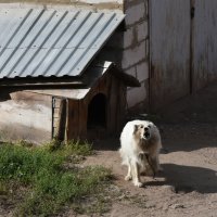 Владимирская область. Город Александров. Не рад гостям города... :: Наташа *****