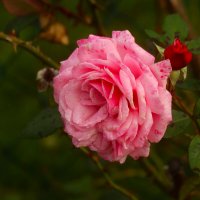 Доброе утро :: Юрий. Шмаков