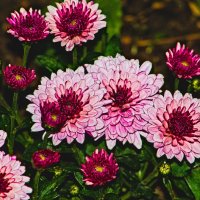 Хризантема садовая :: Giant Tao /