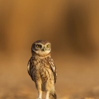 *** :: Евгений Фруман