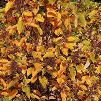 Осенний ковер :: Рита Симонова