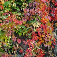 Осенний ковер :: Рита Симонова