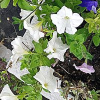 Цветы. :: Владимир Драгунский