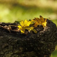 Этюды :: Светлана Тихонина