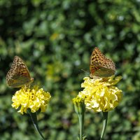 Осенние деньки :: Светлана Тихонина