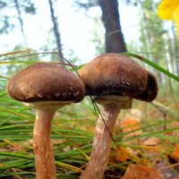 Братья опята. :: nadyasilyuk Вознюк