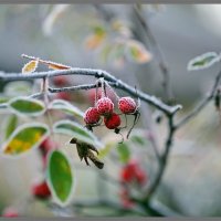 Заморозки :: ZNatasha -