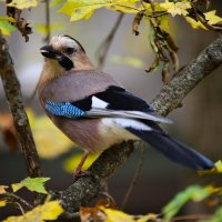 Cойка :: Evgeny Mameev