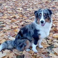 Миниатюрная австралийская овчарка :: Николай 