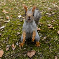 Привет! Чего звал? :: Михаил Петрик