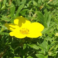 Лапчатка :: Freddy 97