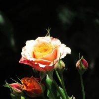 Розы... розы... :: viach 