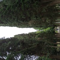 Парк санатория "Утес". Крым. :: Галина 