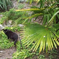 В Парке санатория "Утес". Крым. :: Галина 