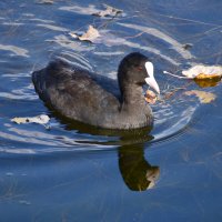 Лысуха :: Nina Streapan