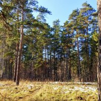 Сосновый бор . 26 10 2025 . :: Мила Бовкун