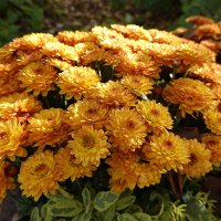 Поздней осенью взор мой чаруют хризантемы в саду ... :: Галина 