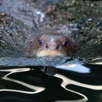 гигантские выдры :: Михаил Бибичков