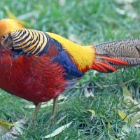 золотой фазан :: Михаил Бибичков