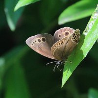 Про лето :: Владилен Панченко