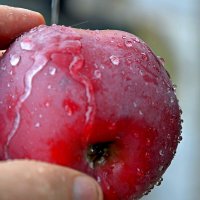 Яблоко :: Михаил Столяров