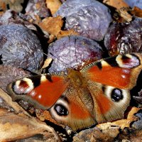 из жизни насекомых 9 :: Александр Прокудин