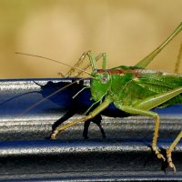 из жизни насекомых 6 :: Александр Прокудин
