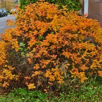 Куст шиповника в октябре :: Светлана 