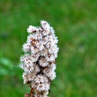 Пушистик :: Светлана 