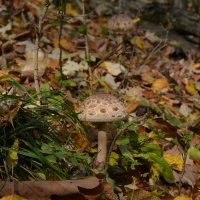 Осенний привет из молдавских лесов 2 :: александр донченко