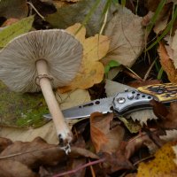 Осенний привет из молдавских лесов 5 :: александр донченко