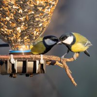 Слушай, что расскажу... :: Сергей Брюшинин