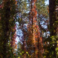 Прогулки по лесопарку :: Евгений Мухин