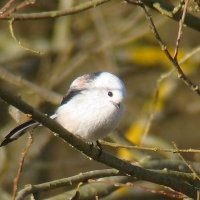 ополовник :: gawrilа - dan