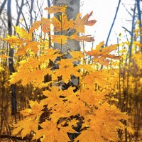 Осенне-кленовый букет :: Андрей Зайцев
