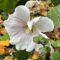 ***осенняя красота*** :: Olga Oskolkova