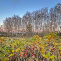 созрел шиповник :: Galina 