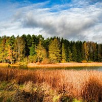Деревья в солнечных лучах. :: Милешкин Владимир Алексеевич 