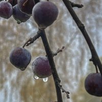 Утро туманное :: Galina Утро туманное :: Galina