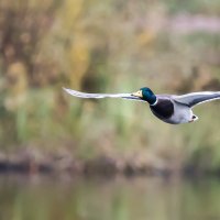 *** :: Владимир Безбородов *** :: Владимир Безбородов