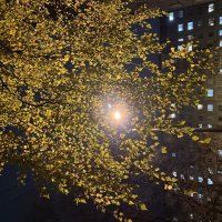 Вдали через листву светятся окна дома, в котором живем! :: Olga Oskolkova Вдали через листву светятся окна дома, в котором живем! :: Olga Oskolkova