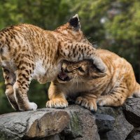 Лигры :: SanSan 