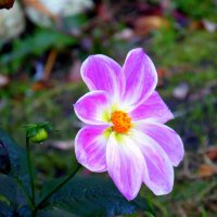 Георгинка. :: nadyasilyuk Вознюк Георгинка. :: nadyasilyuk Вознюк