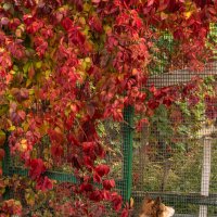 А на заборе кот :: Игорь Сикорский