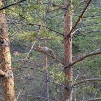 Белка тлеутка :: Андрей Хлопонин