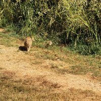 Камышовый кот идёт днём :: Александр Деревяшкин Камышовый кот идёт днём :: Александр Деревяшкин